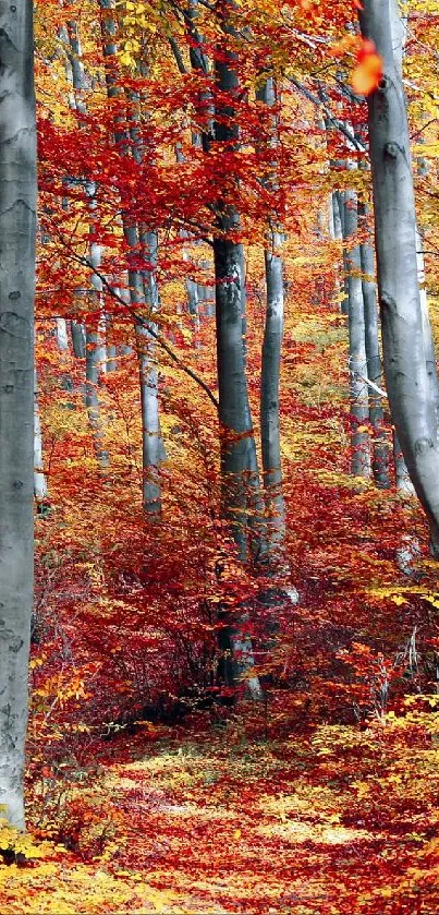 Beautiful Colorful Leaves Live Wallpaper
