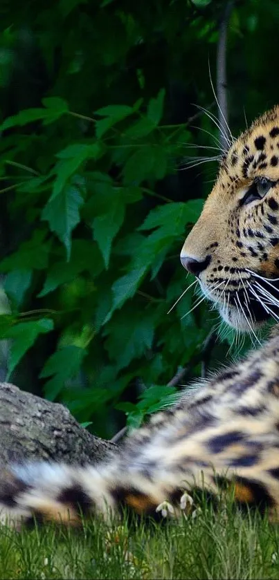 Plant Felidae Carnivore Live Wallpaper