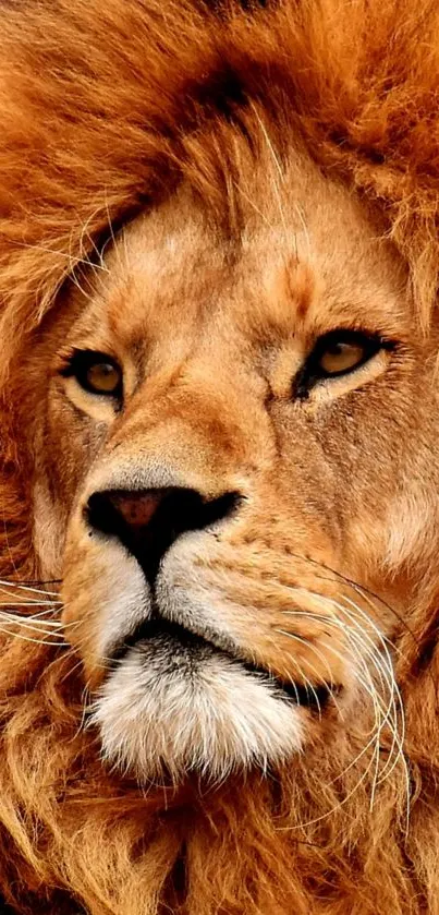 Simba Live Wallpaper