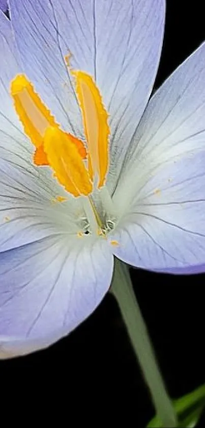 Lavender crocus flower with yellow center on black background.