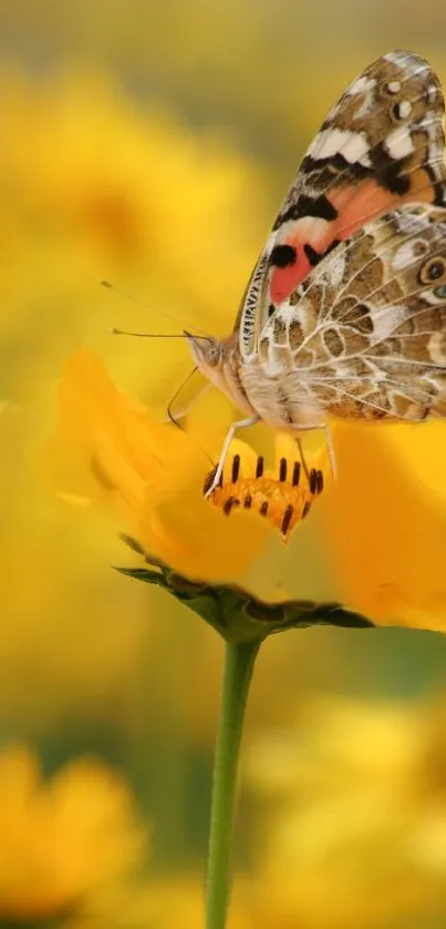 Plant Flower Pollinator Live Wallpaper