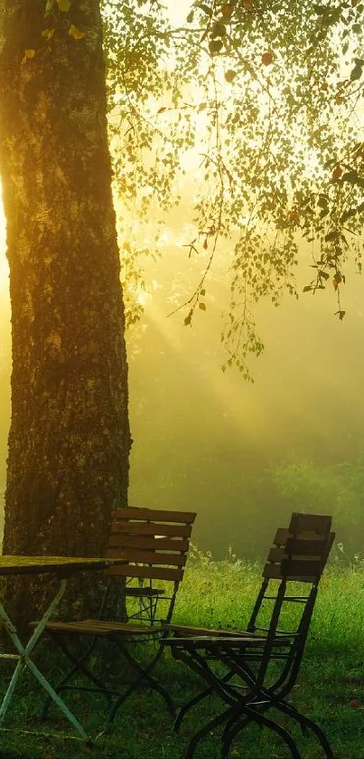 Plant Furniture Atmosphere Live Wallpaper