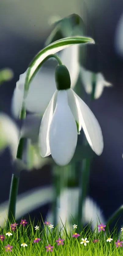 Plant Galanthus Flower Live Wallpaper