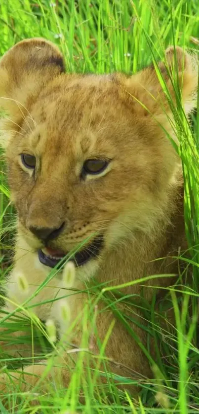 Plant Grass Carnivore Live Wallpaper