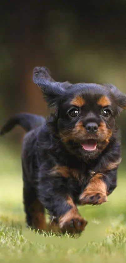 Plant Grass Carnivore Live Wallpaper