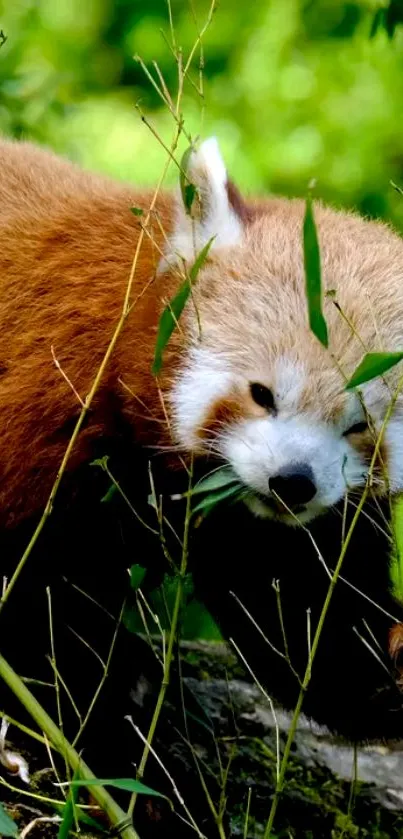 Plant Grass Carnivore Live Wallpaper