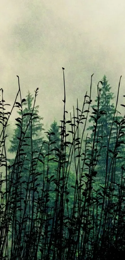 Plant Grass Cloud Live Wallpaper