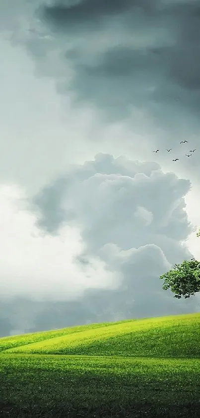 Plant Grass Cloud Live Wallpaper