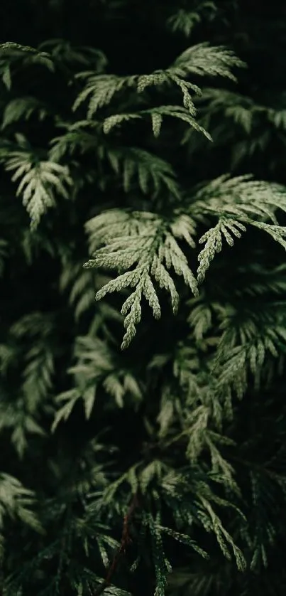 Plant Grass Landscape Live Wallpaper