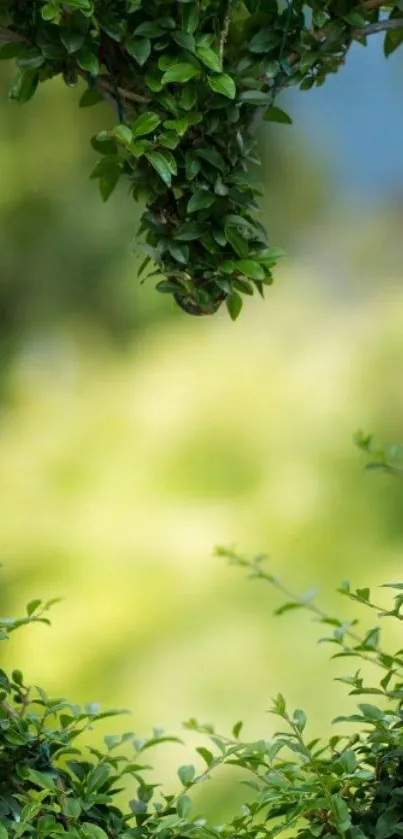 Plant Grass Leaf Live Wallpaper