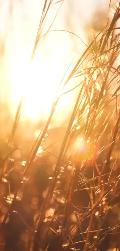 Plant Grass Sky Live Wallpaper