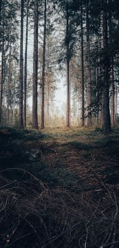 Plant Grass Sky Live Wallpaper