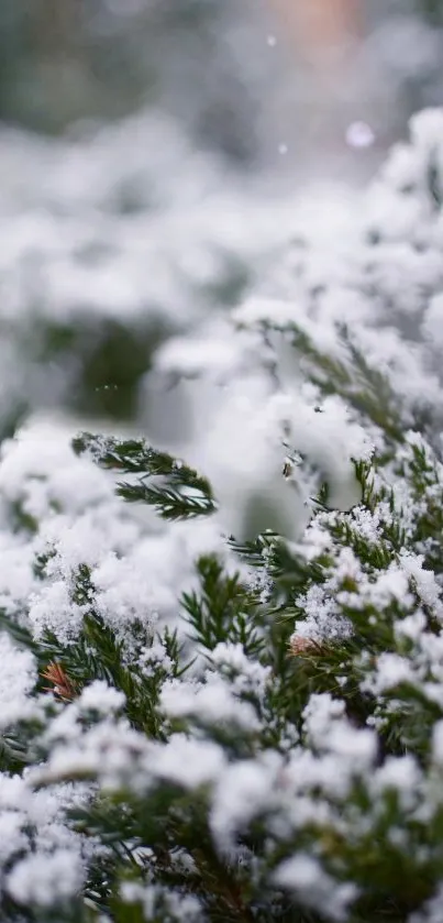 Plant Grass Snow Live Wallpaper