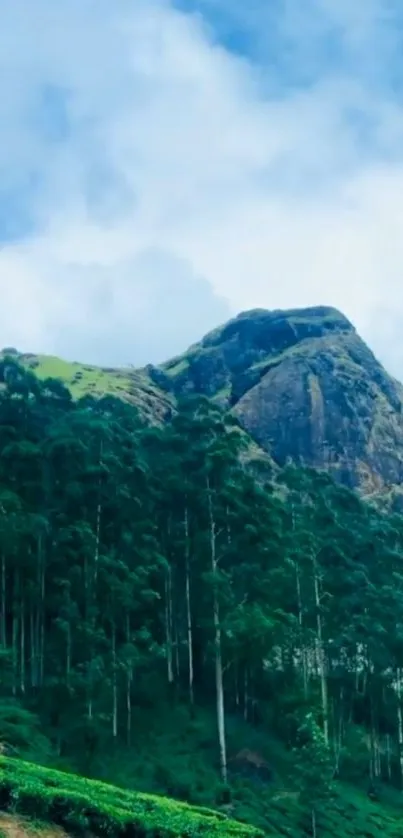 Plant Grass Tree Live Wallpaper