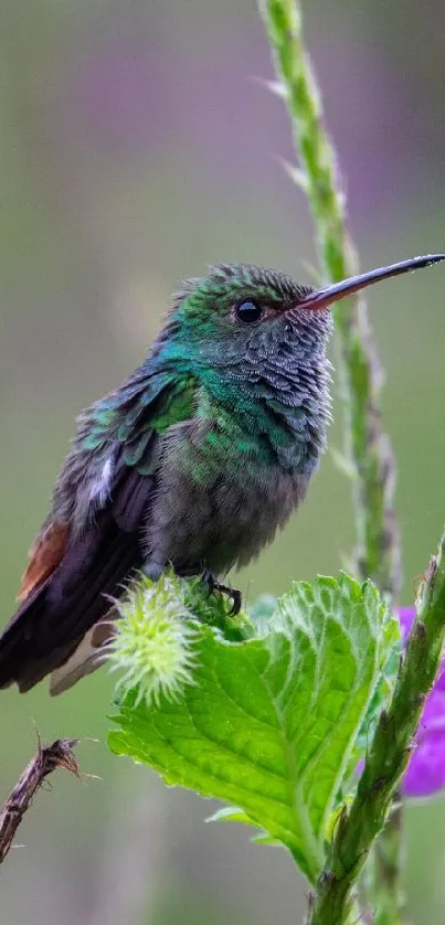 Hummingbird perched on a green leaf with vibrant colors.