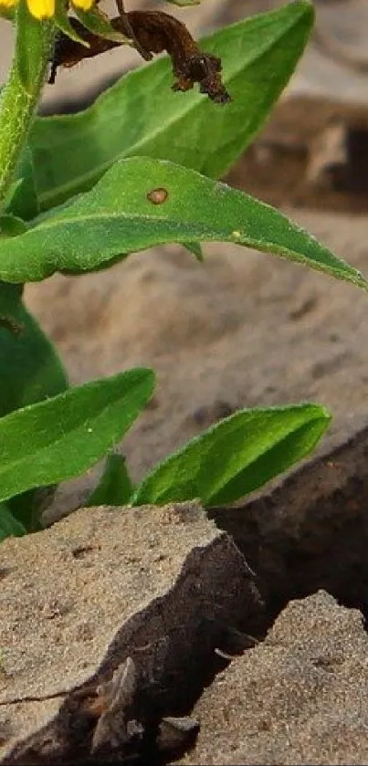 Plant Iguania Terrestrial Plant Live Wallpaper