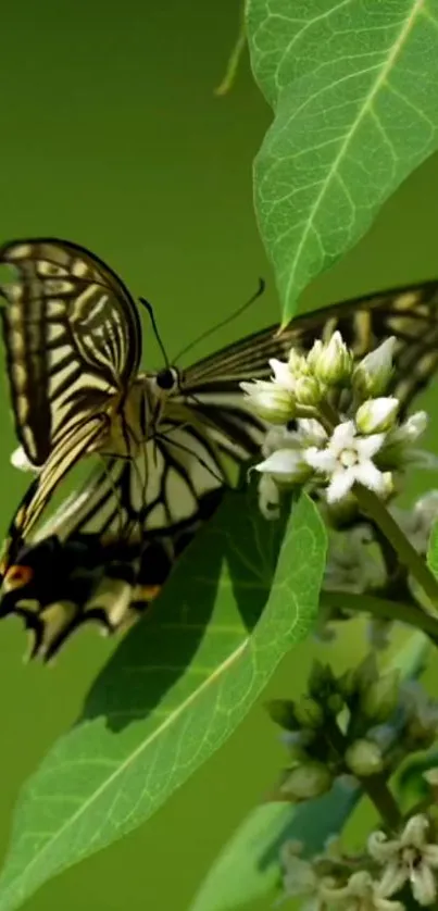 Butterfly resting on vibrant green leaves with white flowers.