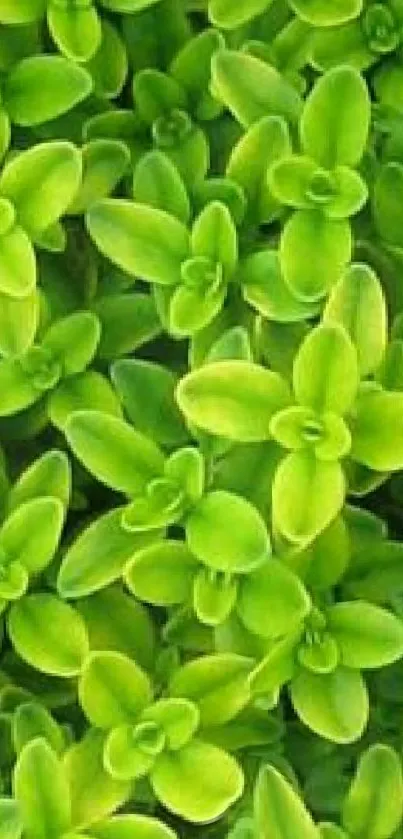 Lush green succulent leaves wallpaper