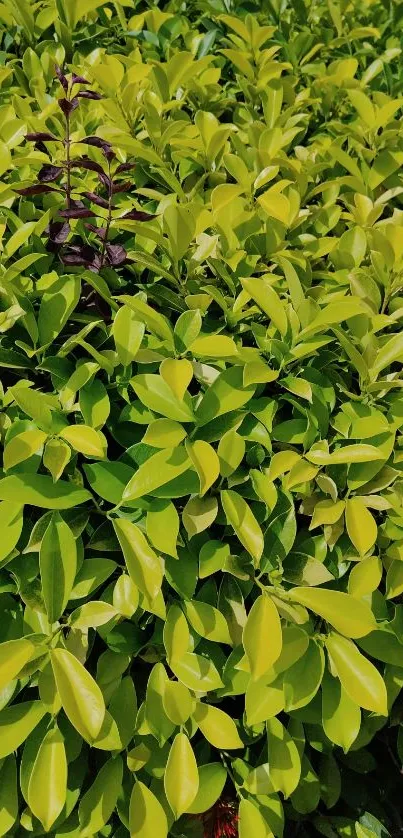 Plant Leaf Groundcover Live Wallpaper