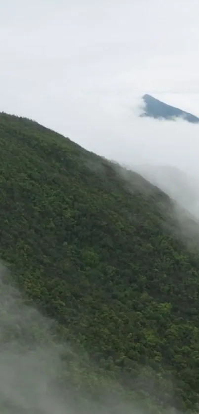 Plant Mountain Cloud Live Wallpaper