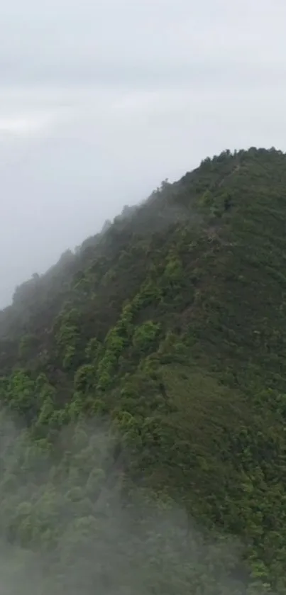 Plant Mountain Cloud Live Wallpaper