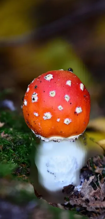 mushroom  Live Wallpaper
