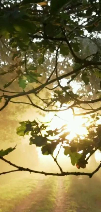 Plant Outdoor Tree Live Wallpaper