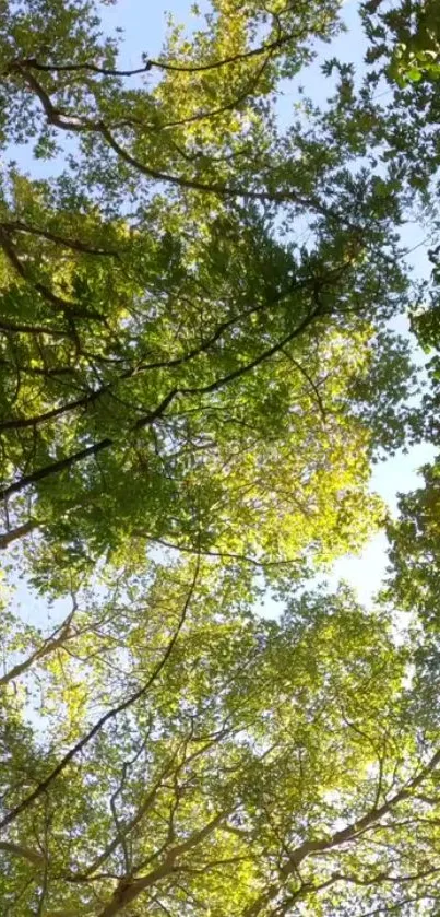 Plant Outdoor Tree Live Wallpaper