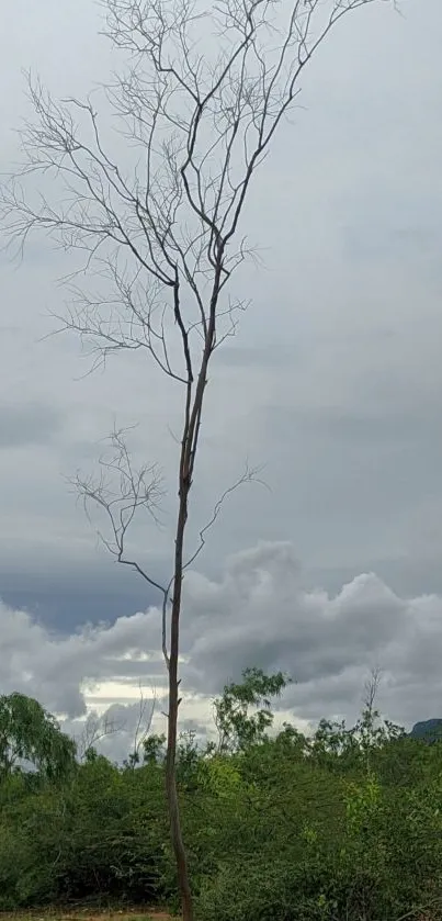 Plant Outdoor Tree Live Wallpaper