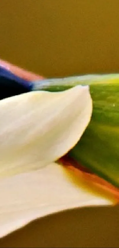 Plant Petal Flower Live Wallpaper