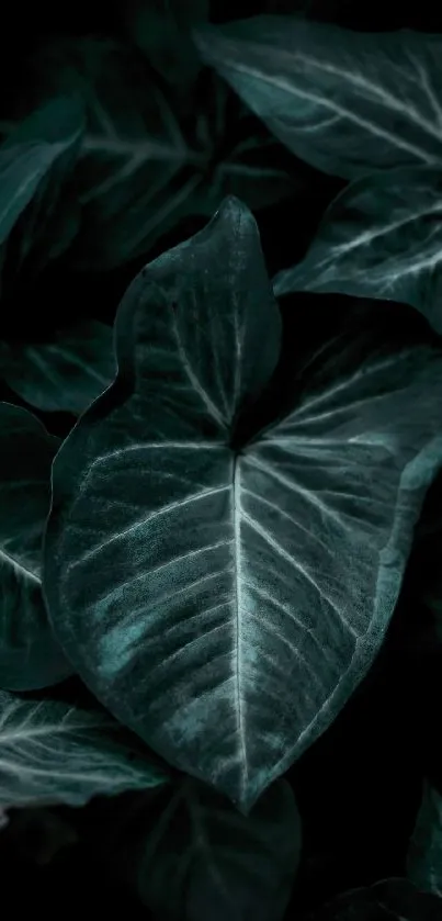 Plant Petal Fluid Live Wallpaper