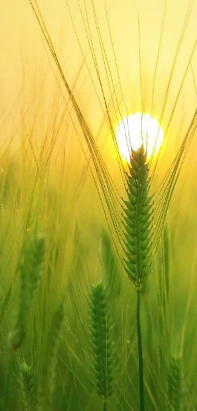 Plant Phragmites Triticale Live Wallpaper