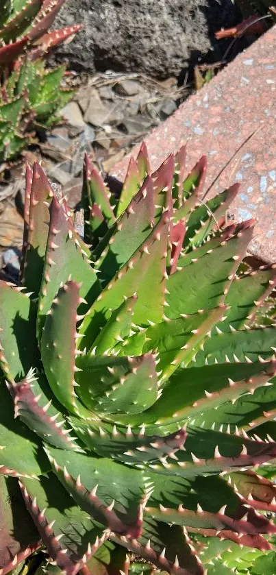 Plant Plant Community Leaf Live Wallpaper