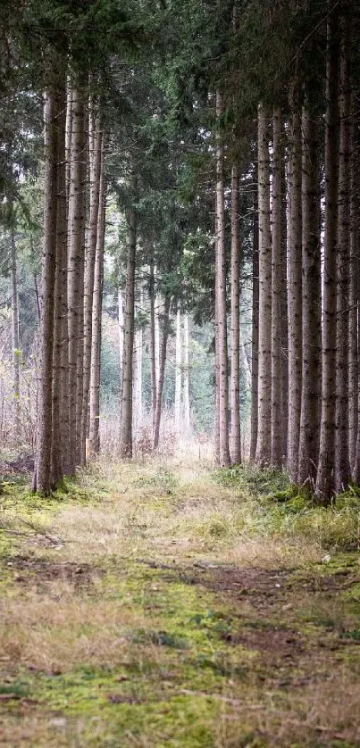 Plant Plant Community Tree Live Wallpaper