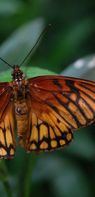 late at night Live Wallpaper