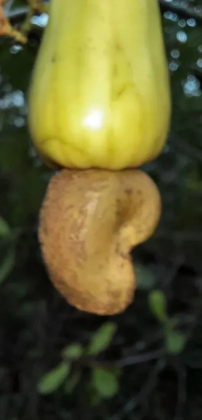 Plant Racy Vegetable Live Wallpaper
