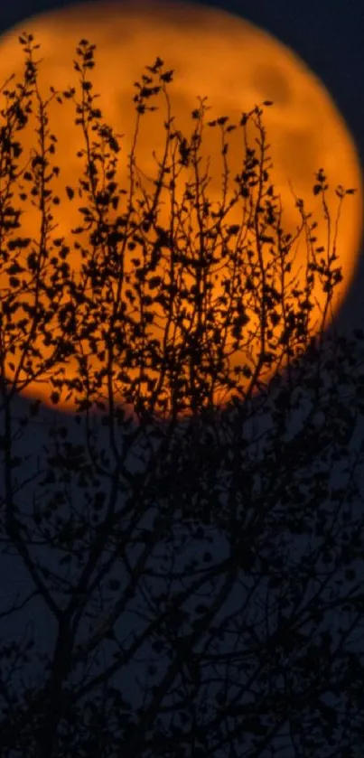 Plant Sky Branch Live Wallpaper