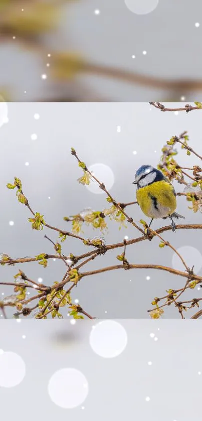 Plant Tree Bird Live Wallpaper