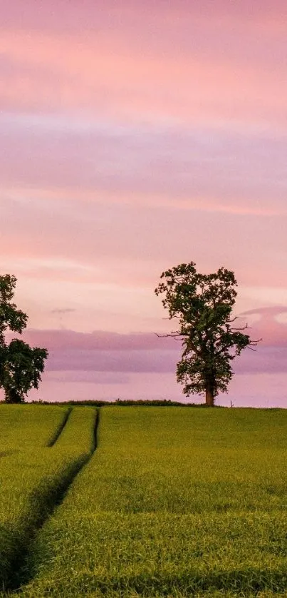 Plant Tree Cloud Live Wallpaper