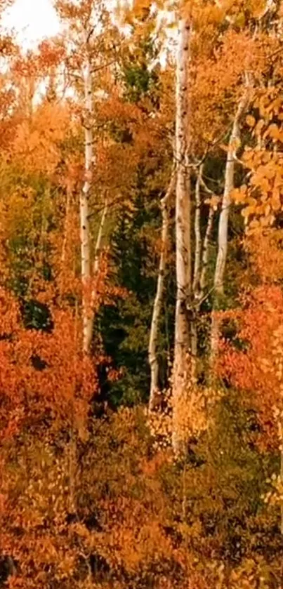 Plant Tree Landscape Live Wallpaper