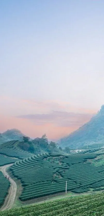 Plant Tree Mountain Live Wallpaper
