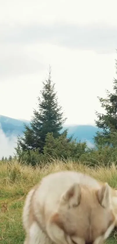 Plant Tree Mountain Live Wallpaper