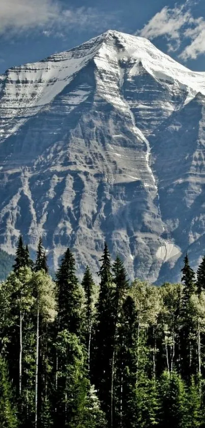 Plant Tree Mountain Live Wallpaper