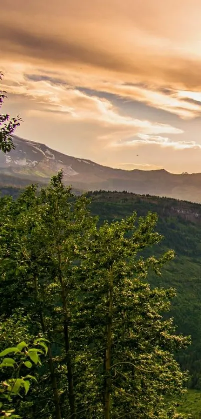 Plant Tree Mountain Live Wallpaper