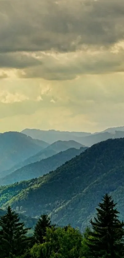 Plant Tree Mountain Live Wallpaper