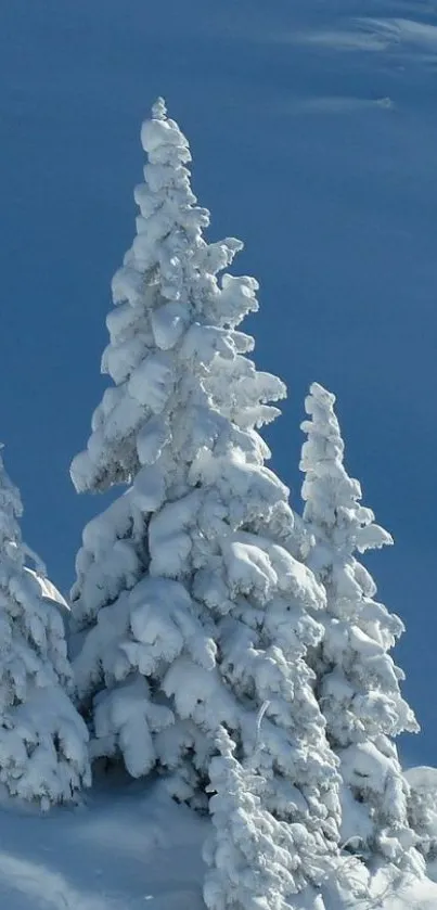 Plant Tree Sky Live Wallpaper