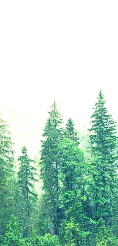 Plant Tree Sky Live Wallpaper