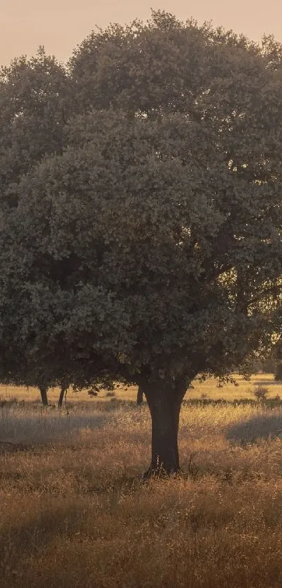 Plant Tree Sky Live Wallpaper