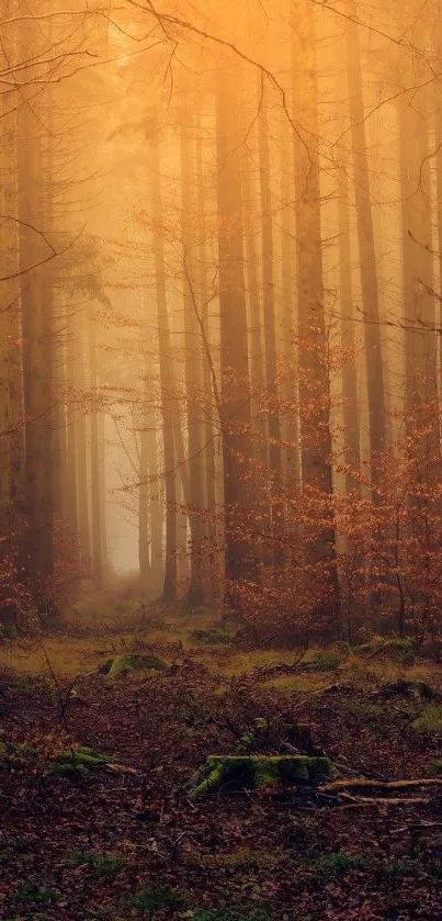 Plant Tree Wood Live Wallpaper