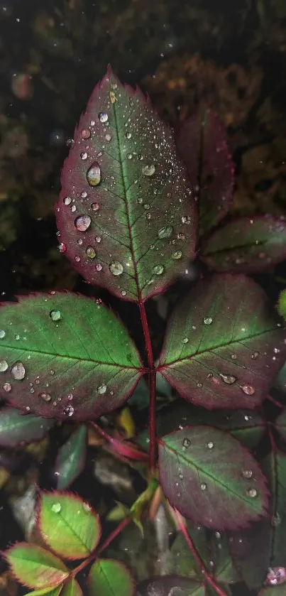 Plant Water Fluid Live Wallpaper